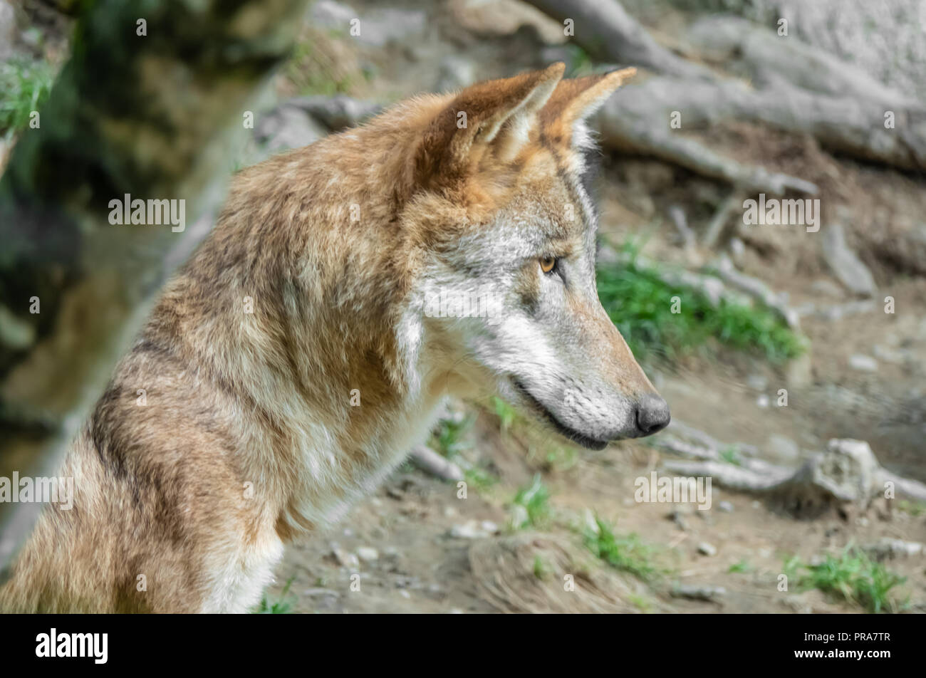 Common wolf hi-res stock photography and images - Alamy