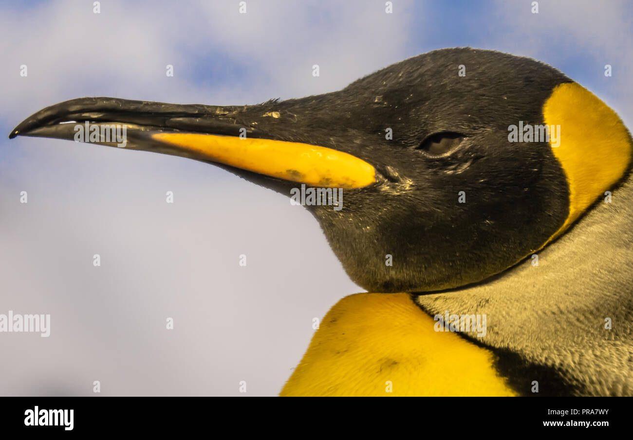 Emperor penguin (Aptenodytes forsteri), the tallest and heaviest of all