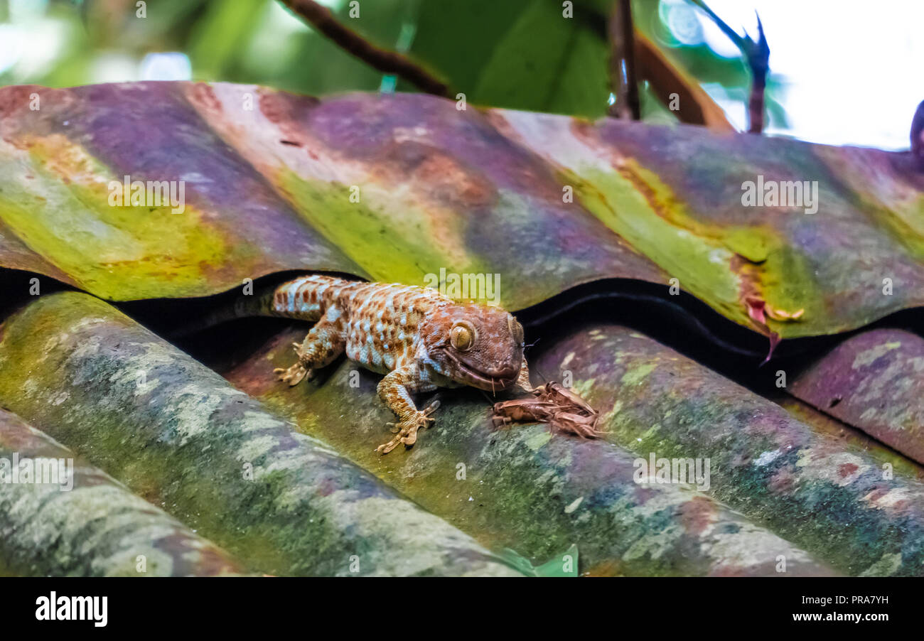 Tokay Gecko Eating