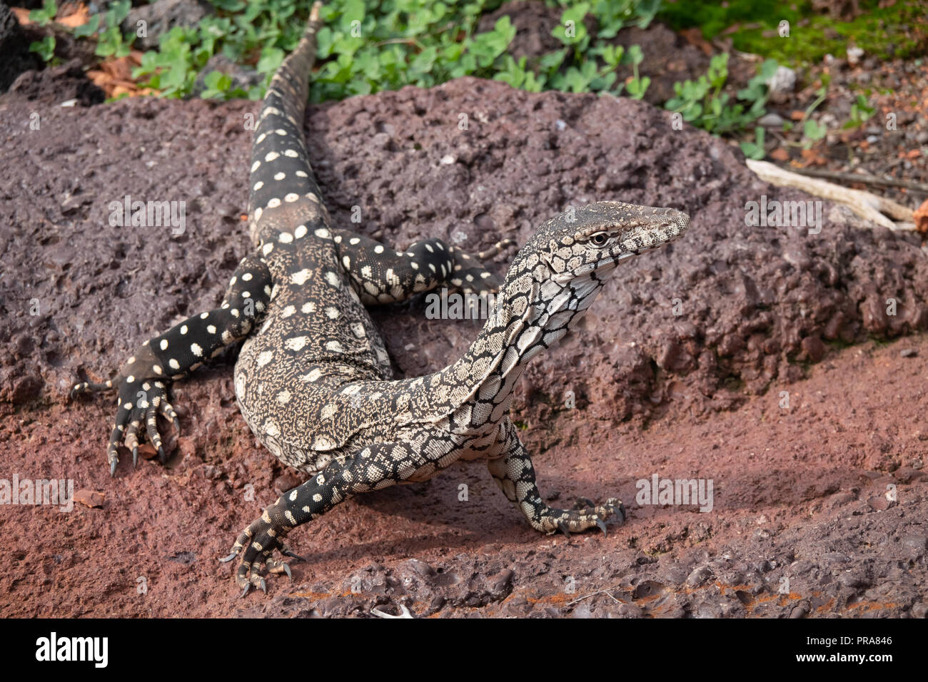 Monitor lizards, large lizards in the genus Varanus, native to Africa