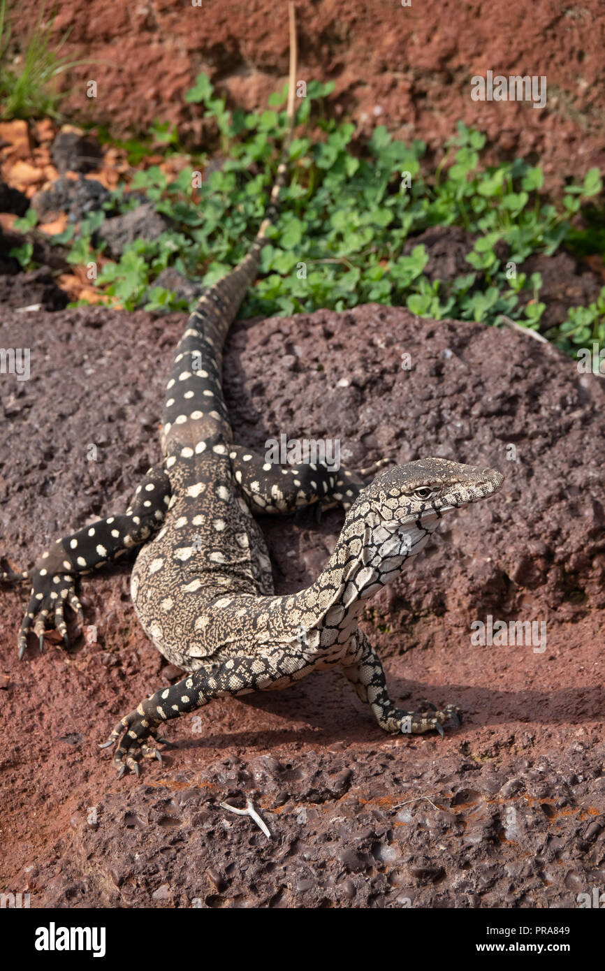 Monitor lizards, large lizards in the genus Varanus, native to Africa