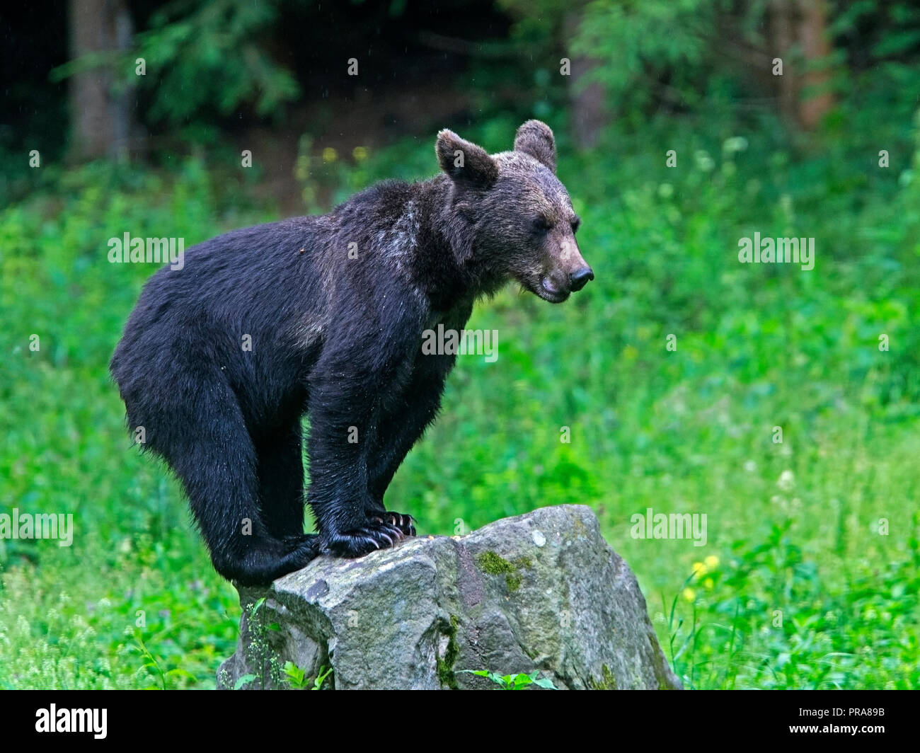 European brown bear standing on rock Stock Photo