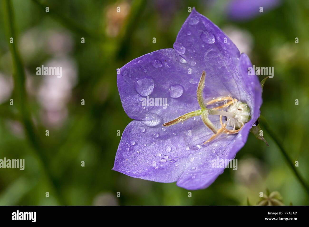 Single Campanula purple flower close up with early morning dew drops in July. Colorful cupped petals surround the stamen head Stock Photo