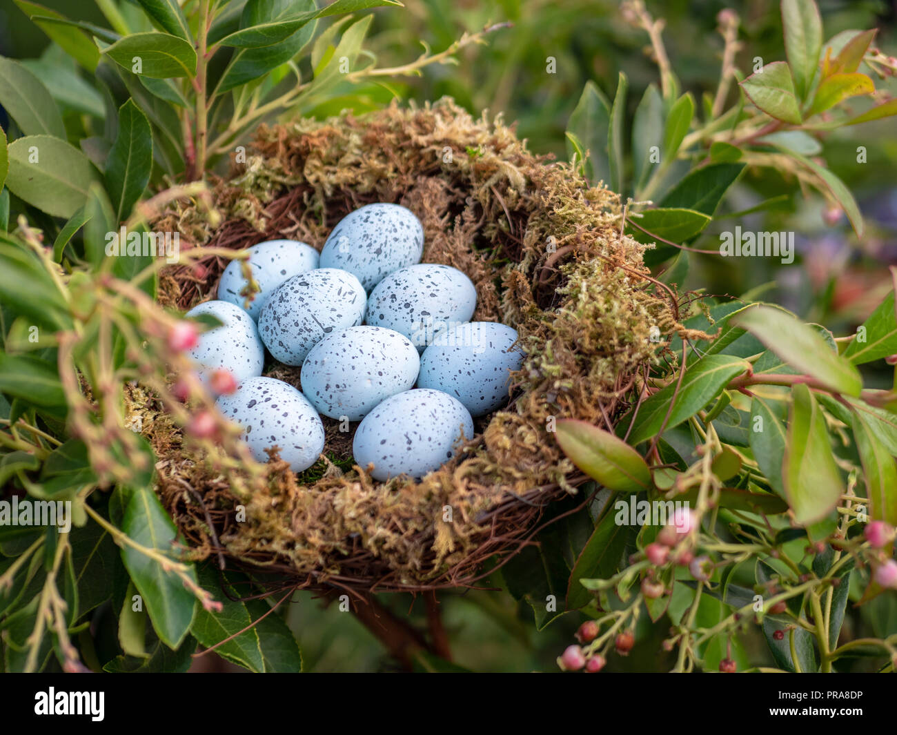 Nest Of 9 Blue Jay Eggs Sitting In Nest Stock Photo Alamy Nest Of 9 Blue Jay Eggs Sitting In Nest Stock Photo Alamy