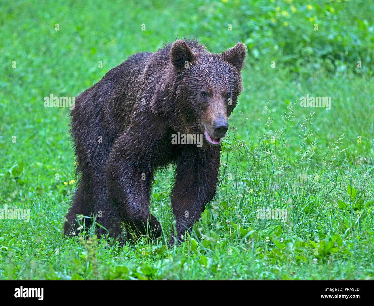 European brown bear walking across meadow Stock Photo