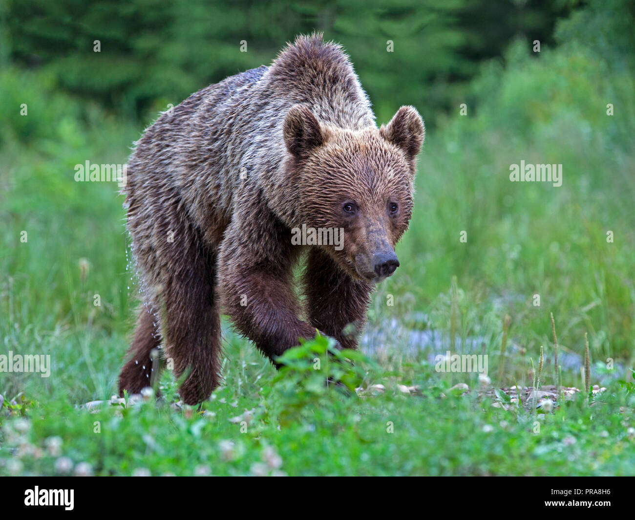 Brown bear walking hi-res stock photography and images - Alamy