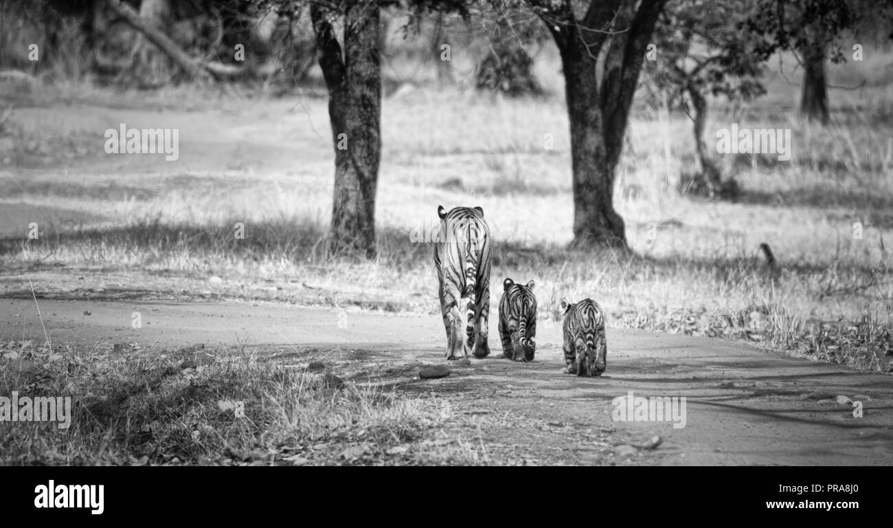Maya and her two cubs at Tadoba National Park (tigers), India Stock Photo