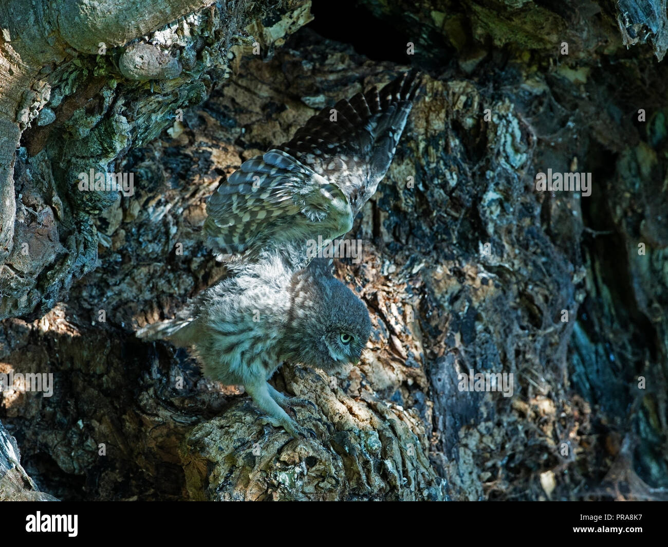 Little Owl Arm Wings main image 0