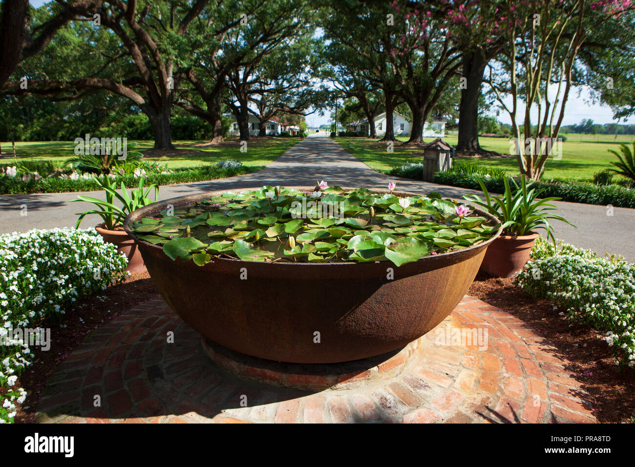 Oak Alley Plantation, located off the west bank of the Mississippi River in Vacherie, Louisiana