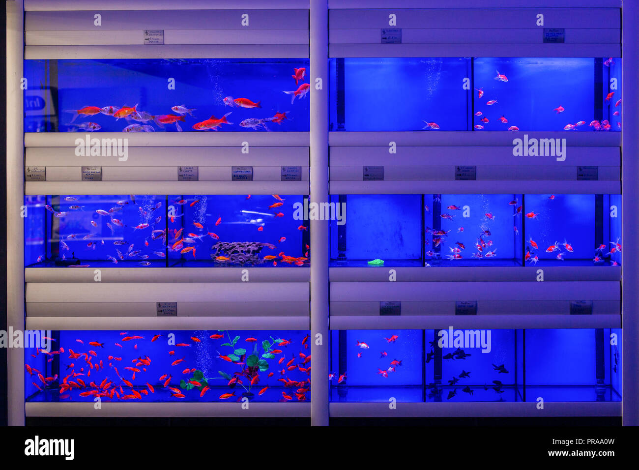Aquarium tank with Goldfish in a Pet Store Stock Photo Alamy