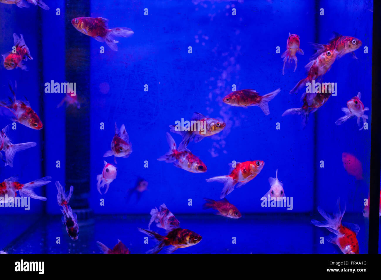 Aquarium tank with Calico Fantail Goldfish in a Pet Store Stock