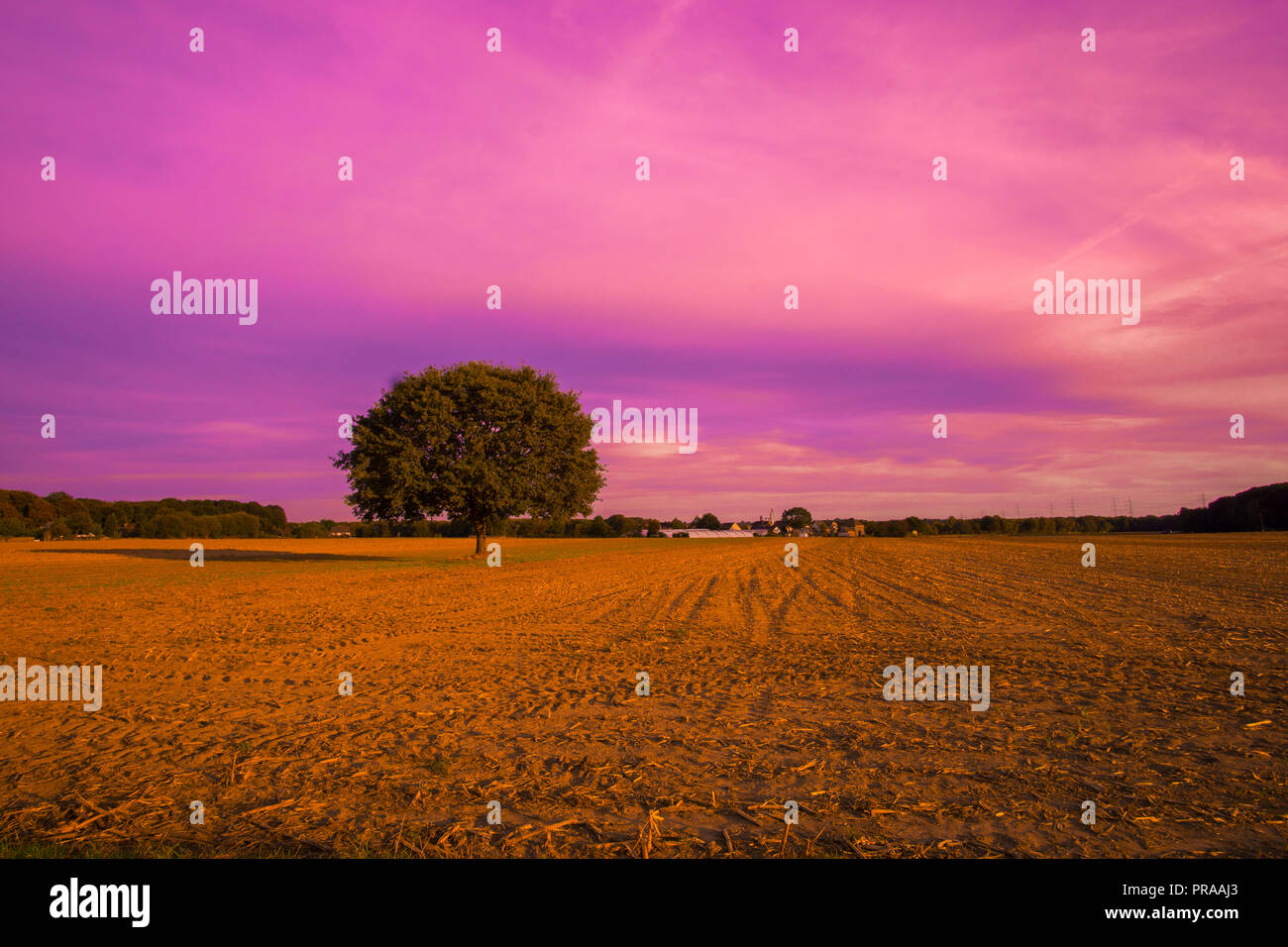 a tree with a purple sky Stock Photo