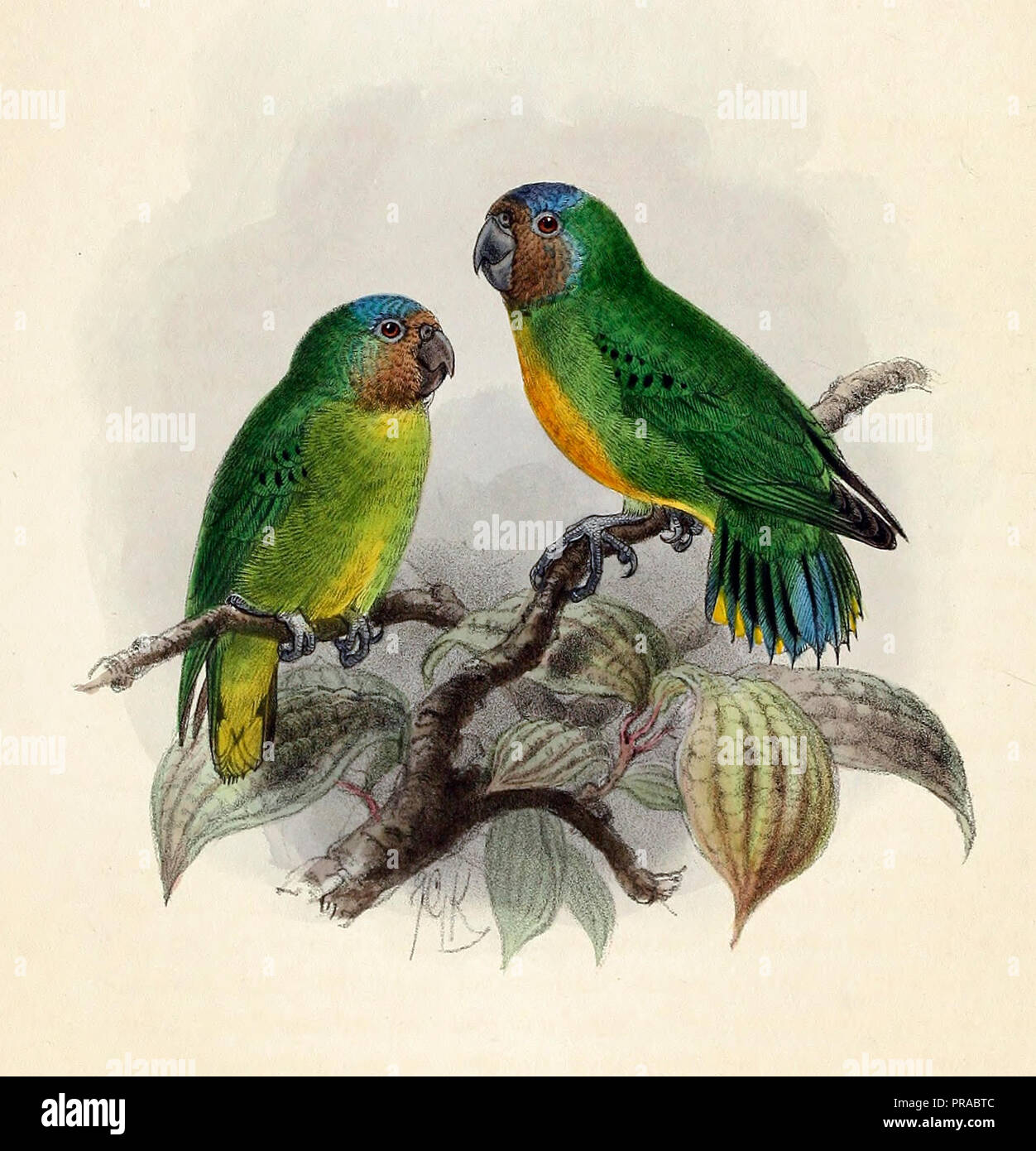 Geelvink pygmy parrot - Micropsitta geelvinkiana Stock Photo