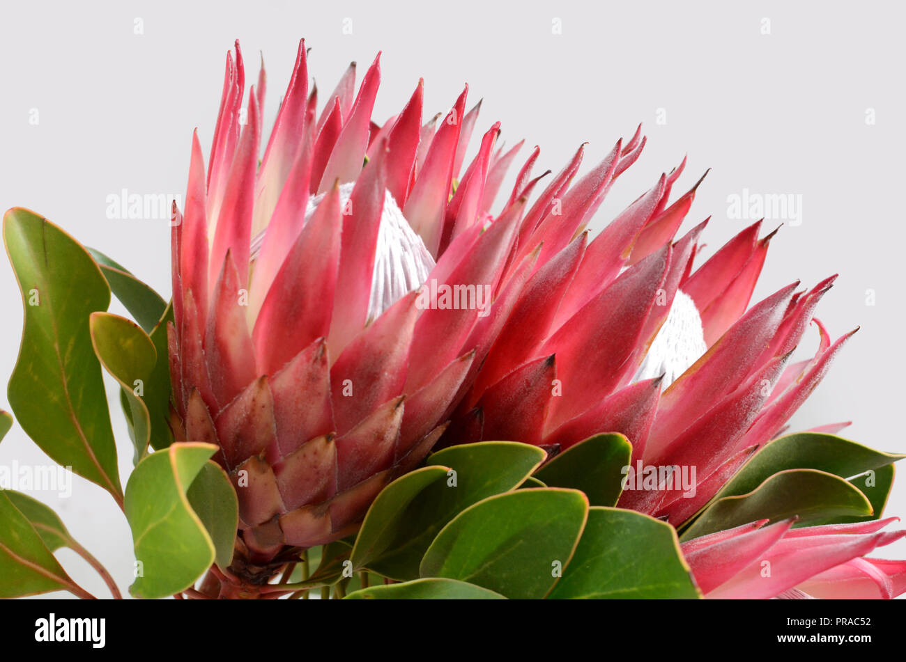 King protea plant for background Stock Photo