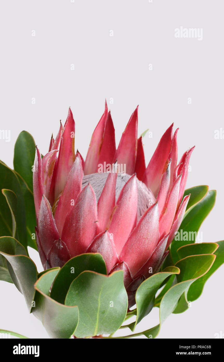 King protea plant for background Stock Photo