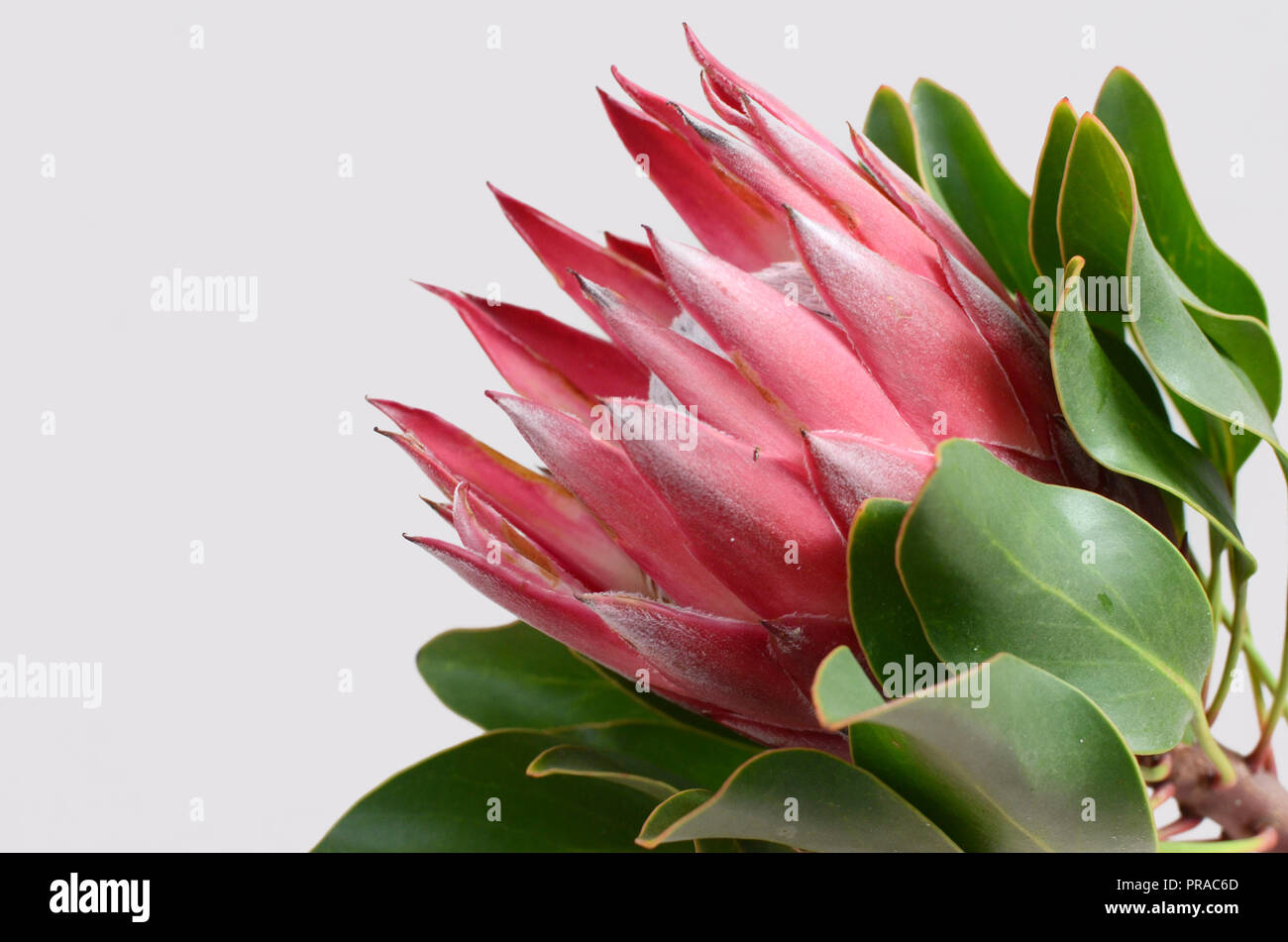 King protea plant for background Stock Photo