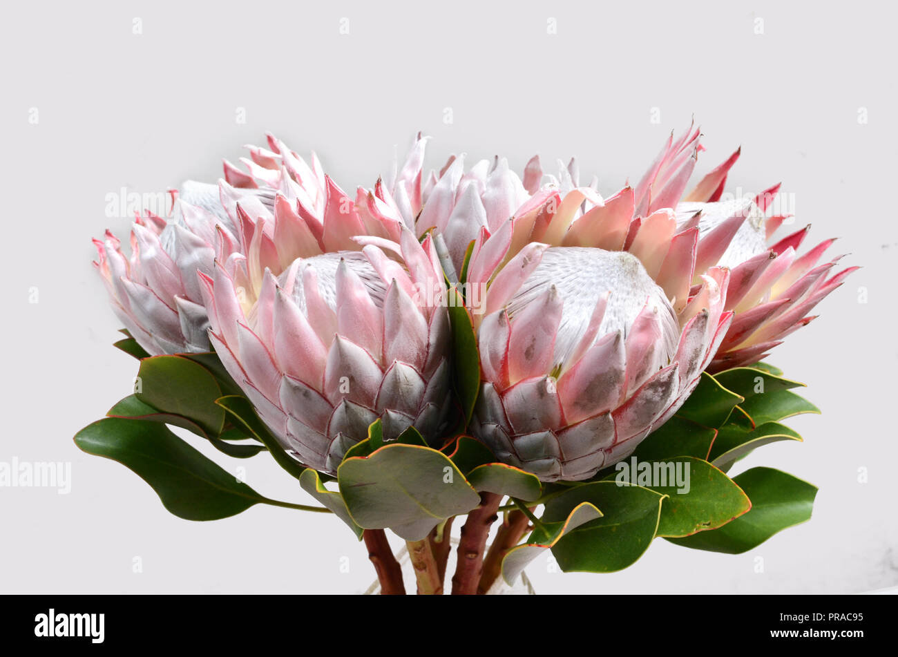 King protea plant for background Stock Photo - Alamy