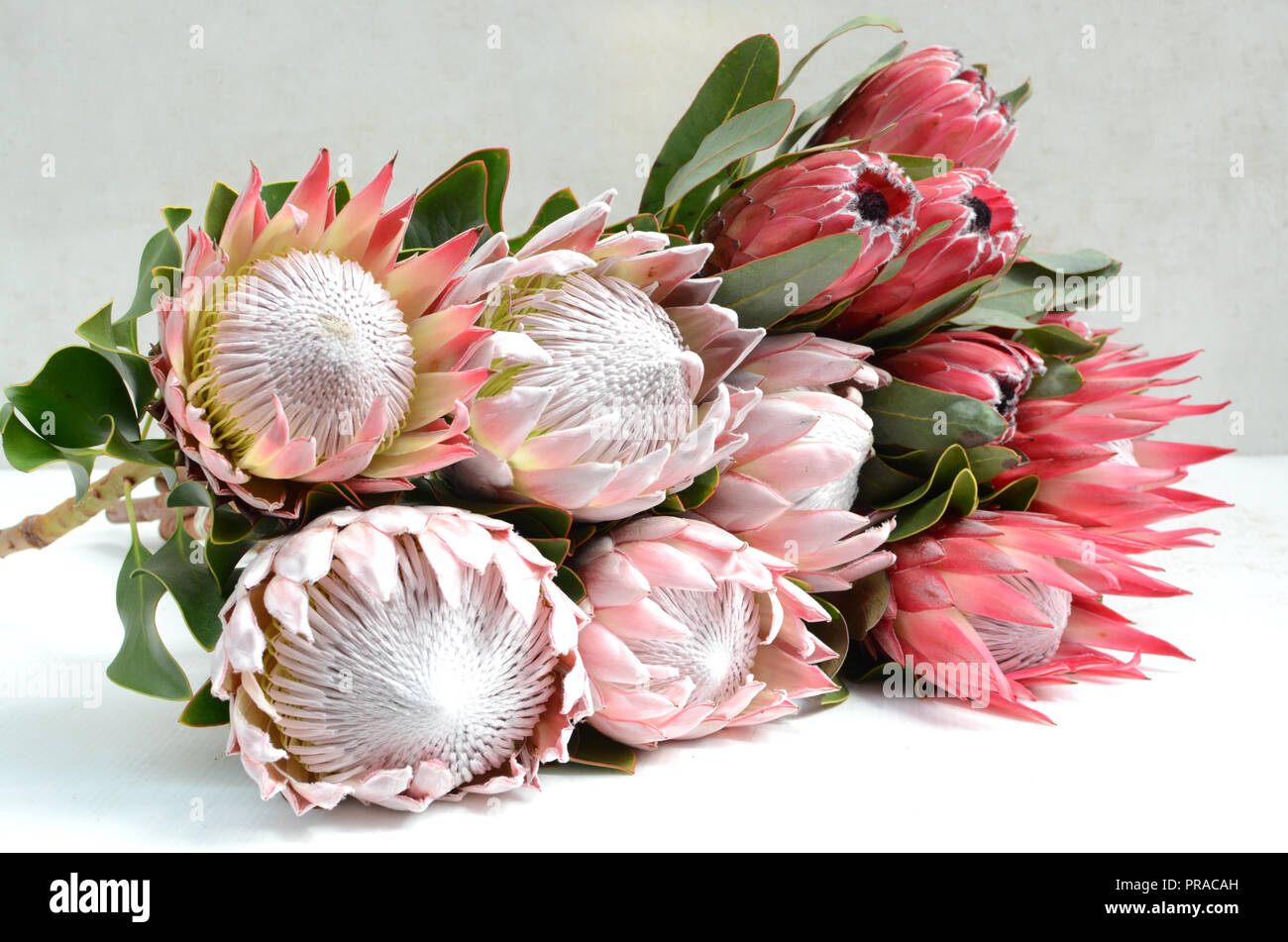 King protea plant for background Stock Photo Alamy