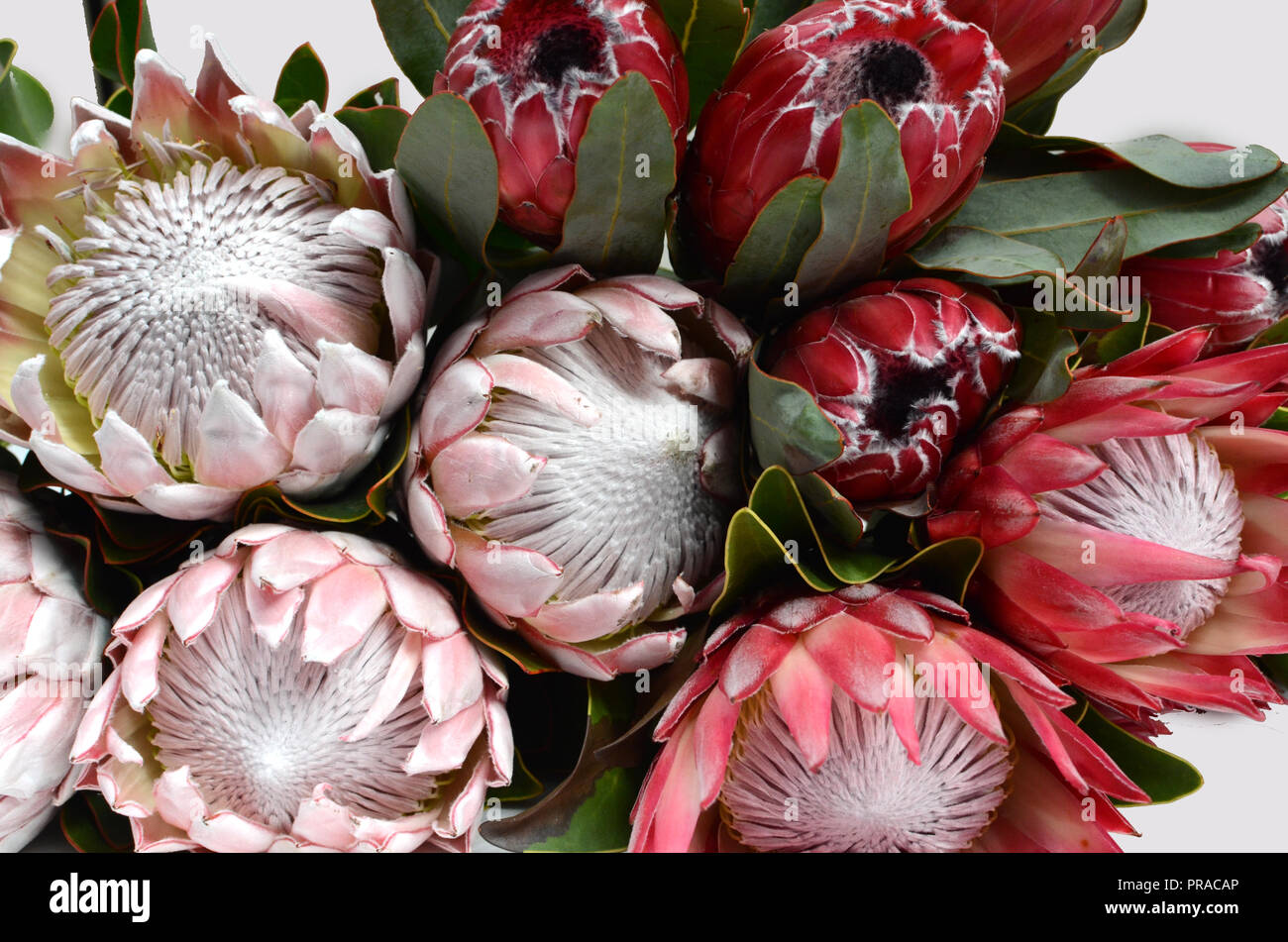 King protea plant for background Stock Photo Alamy