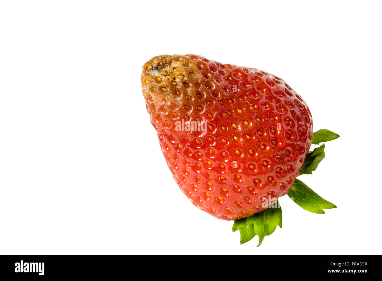 Moldy Strawberry Fruit Rot On Farm Stock Photo 2291303607