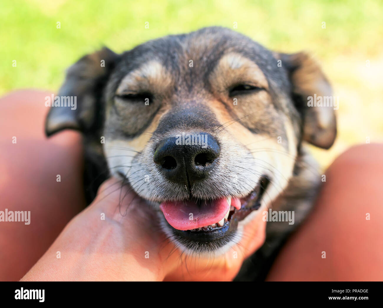 putting muzzle on dog