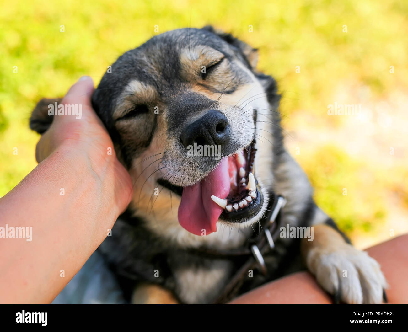 Thoroughbred language hires stock photography and images Alamy