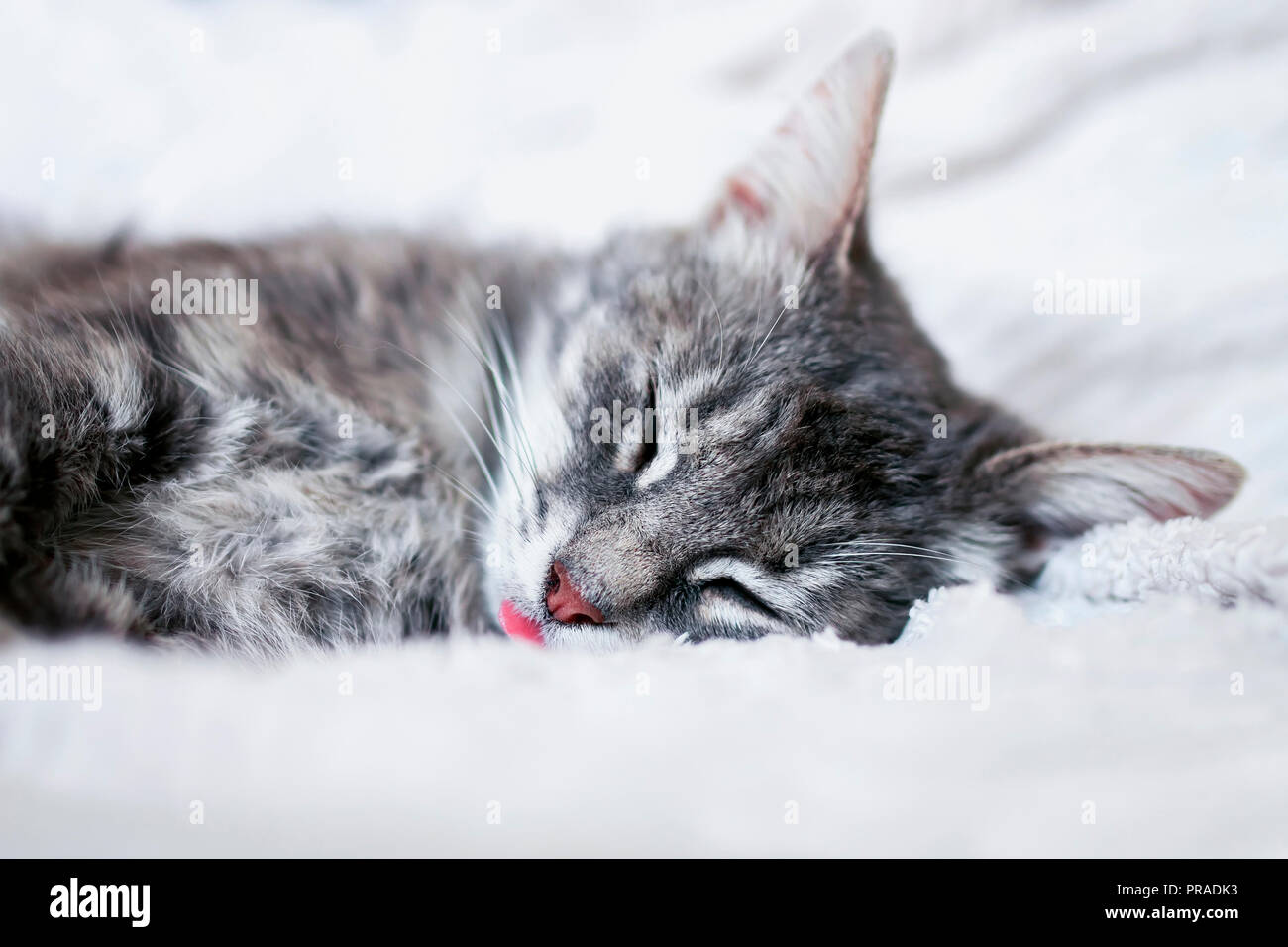 funny cute striped kitten serenely sleeping sticking out her pink tongue on a white blanket Stock Photo