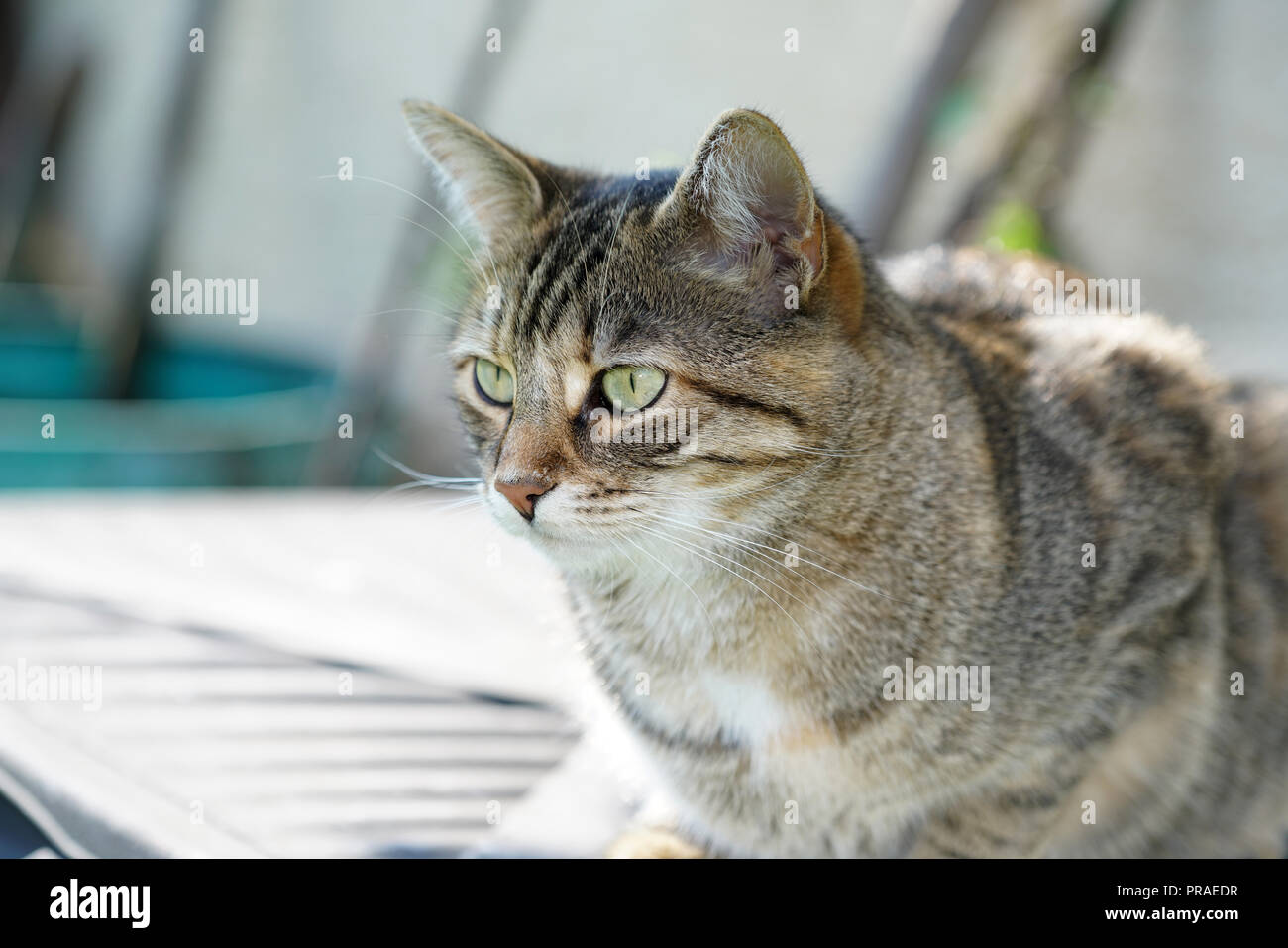 Gray White Striped European Shorthair Cat Lightened In The Garden