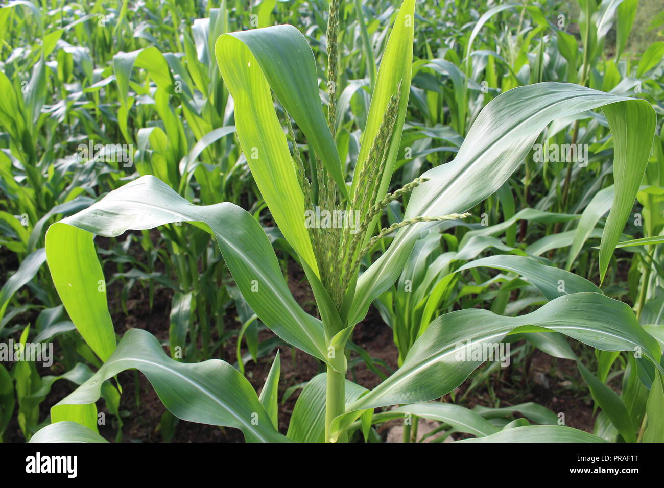 corn field background Stock Photo Alamy