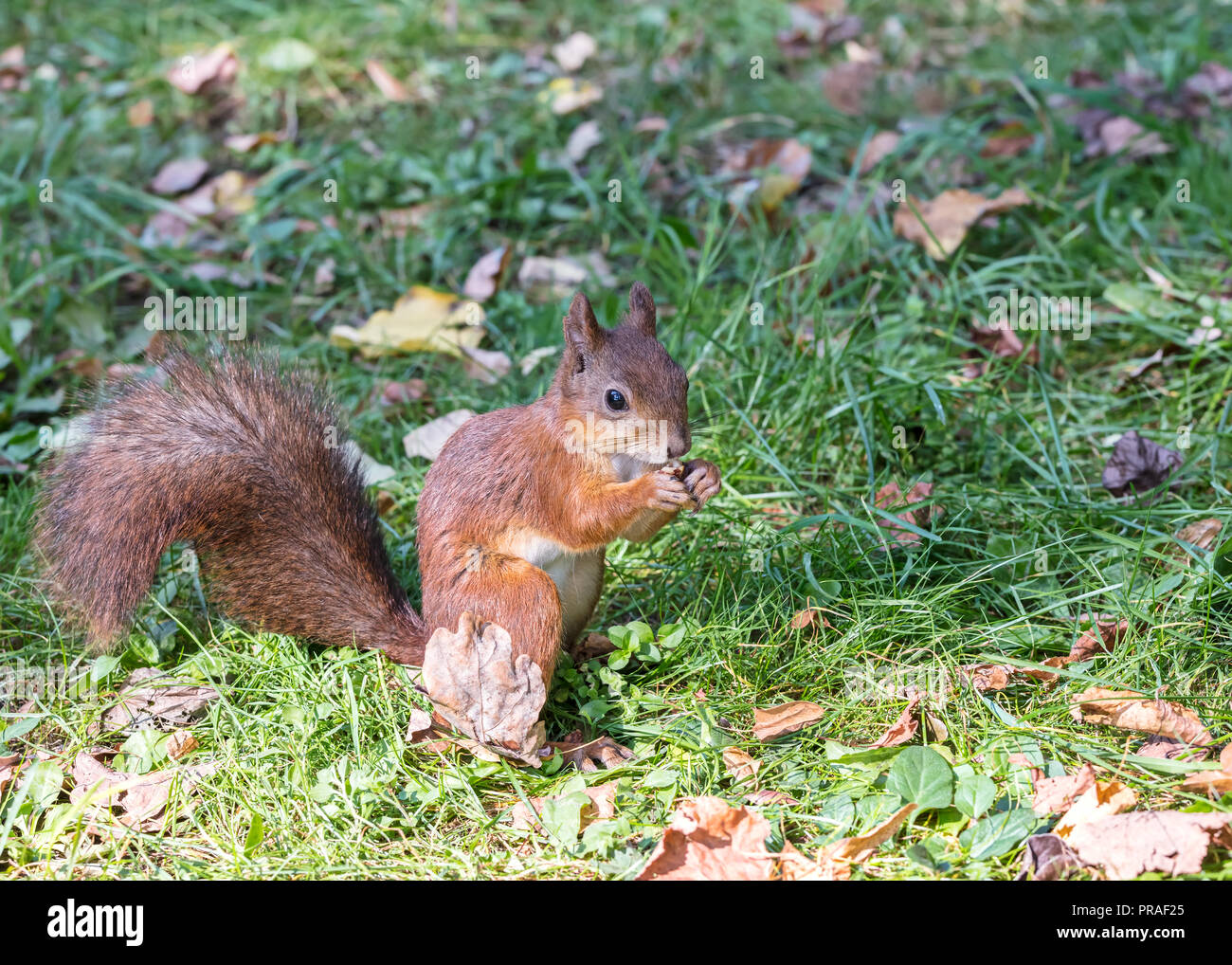 red squirrel with fluffy tail eats nut on green grass with fallen leaves Stock Photo