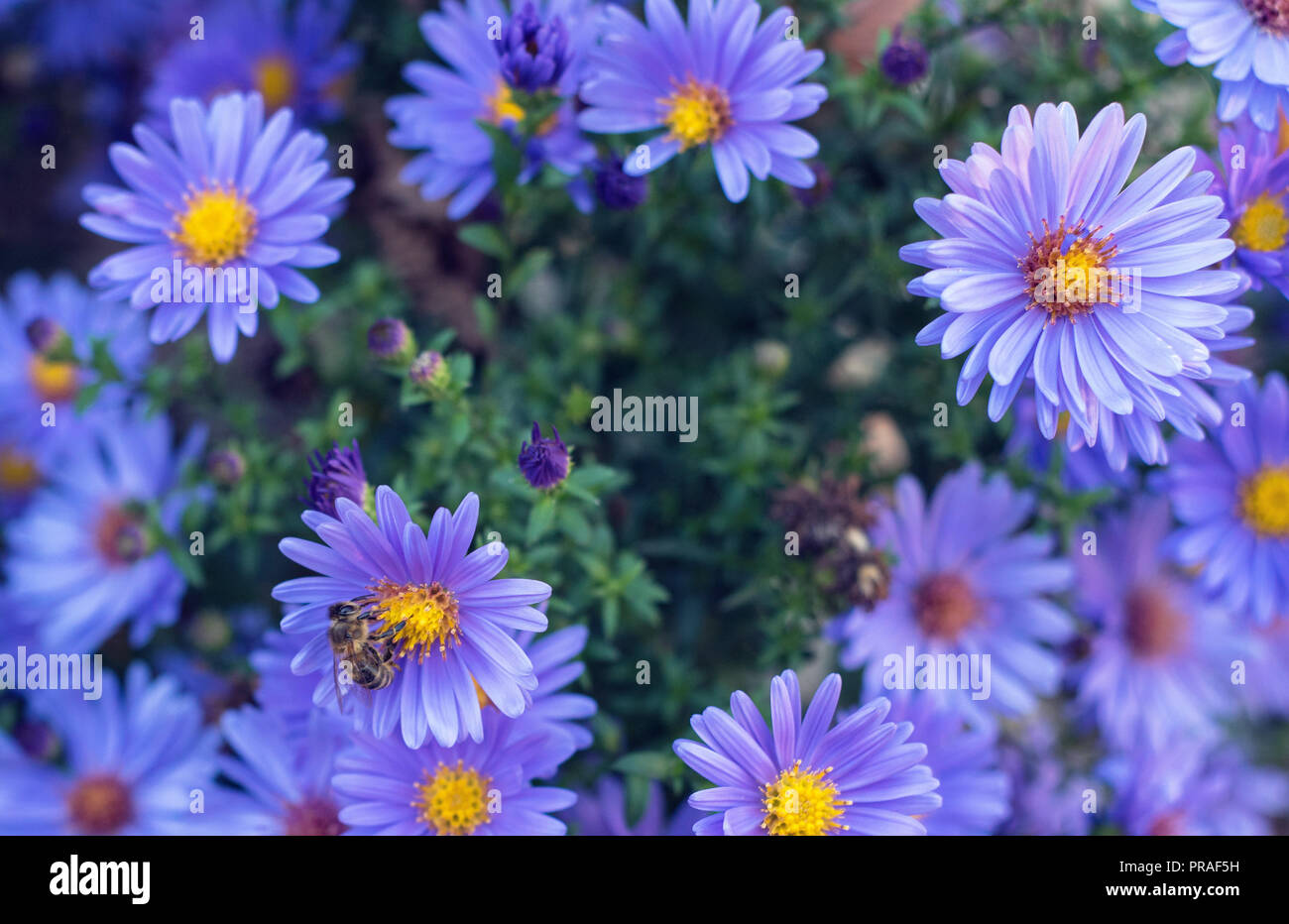 Many violet autumn flowers on one image Stock Photo