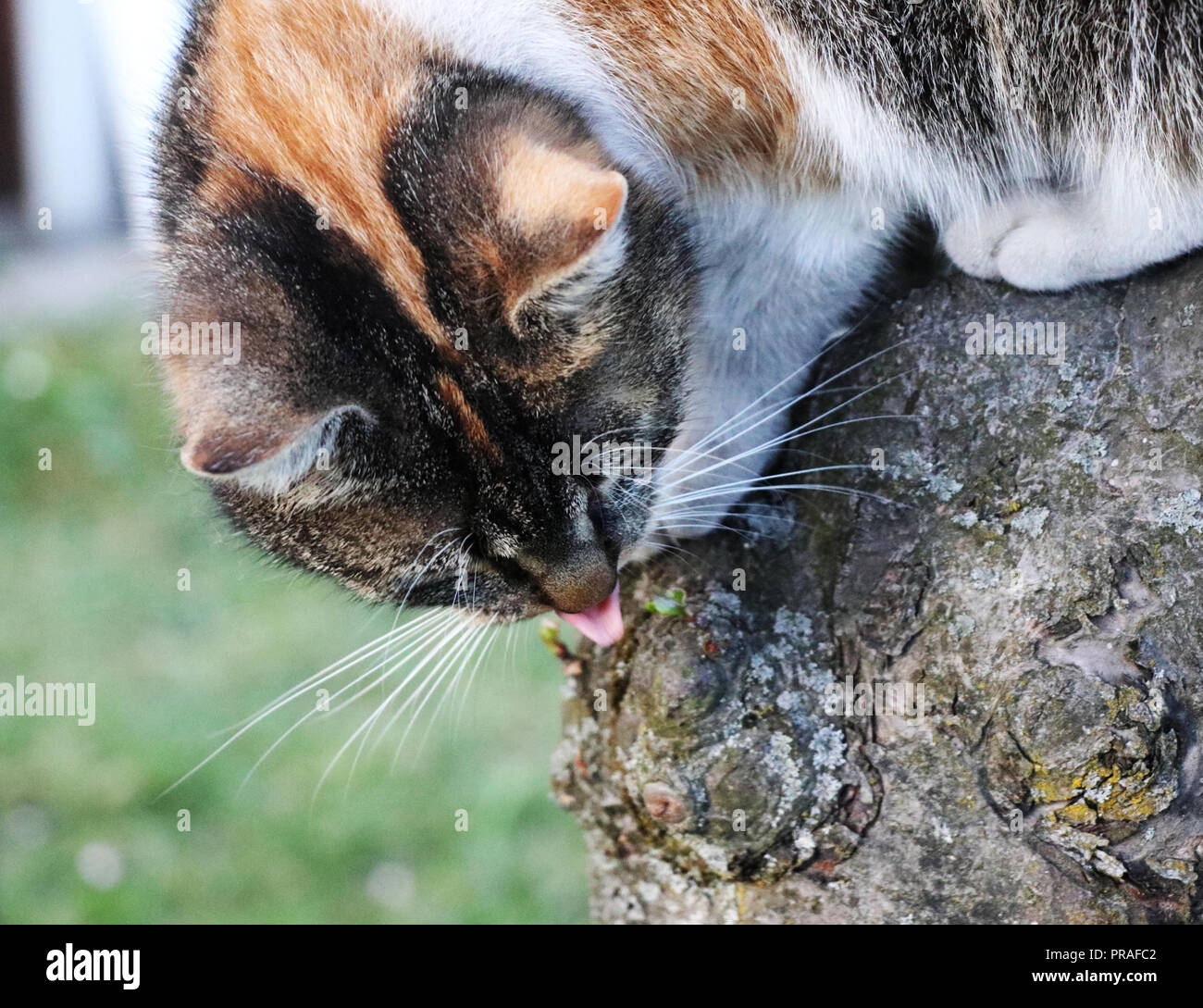 A cat climbing on the tree and picking tongue out and showing us. Sitting on branch and look on something what she founded. Cat head Stock Photo