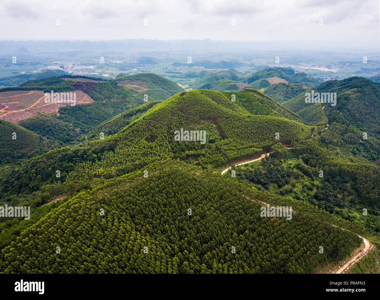 Aerial view of fast growing Transgenic Eucalyptus forest in China Stock Photo