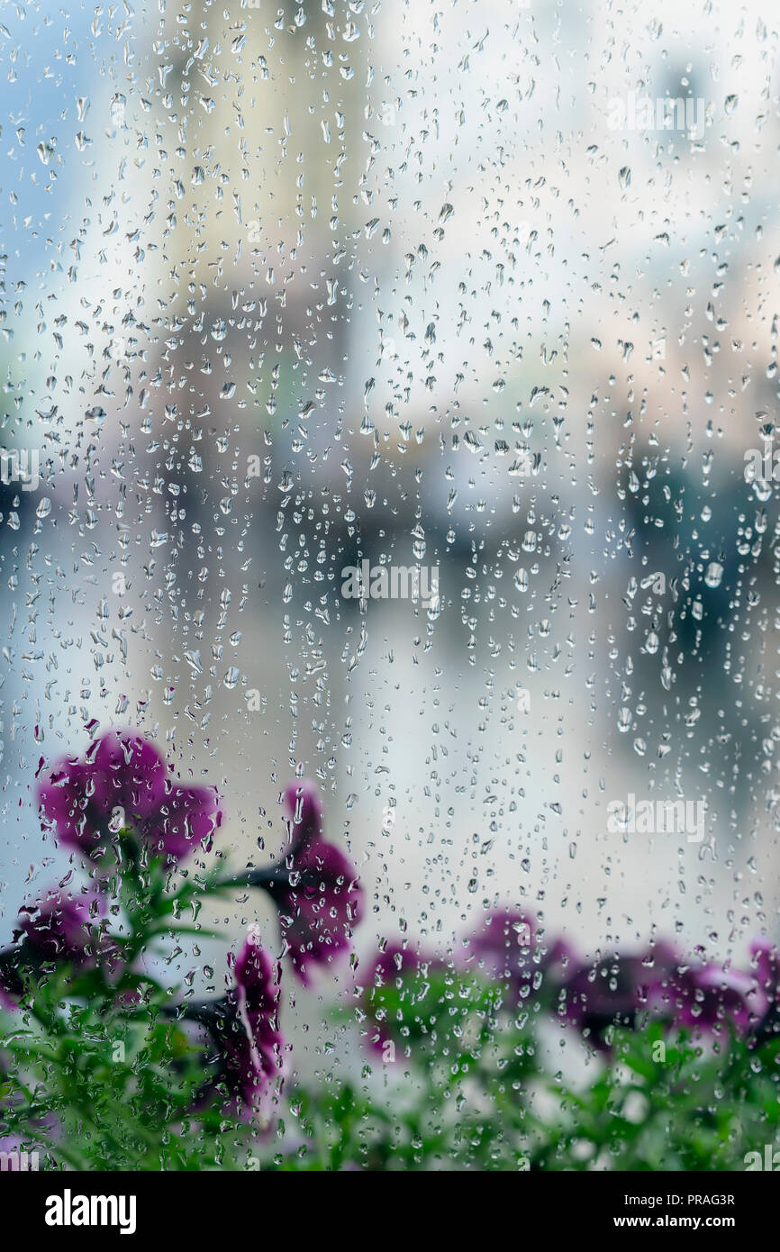 Rain drops on wet window and street violet flowers behind, blur city bokeh. Concept of rainy weather, seasons, modern city. Place for text, vertical abstract background Stock Photo