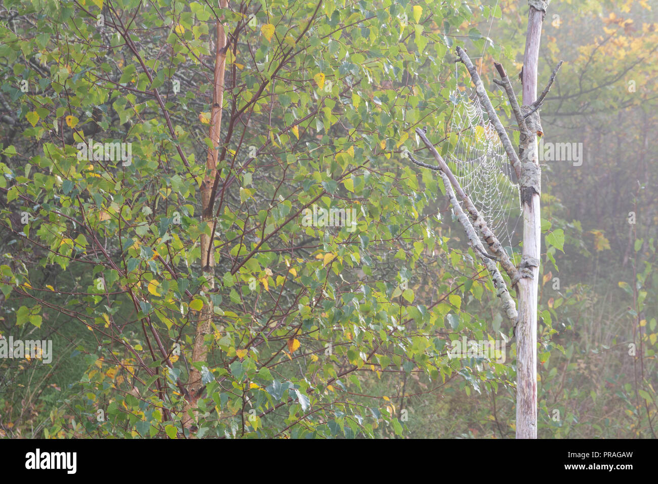 Cobweb on misty tree Stock Photo - Alamy