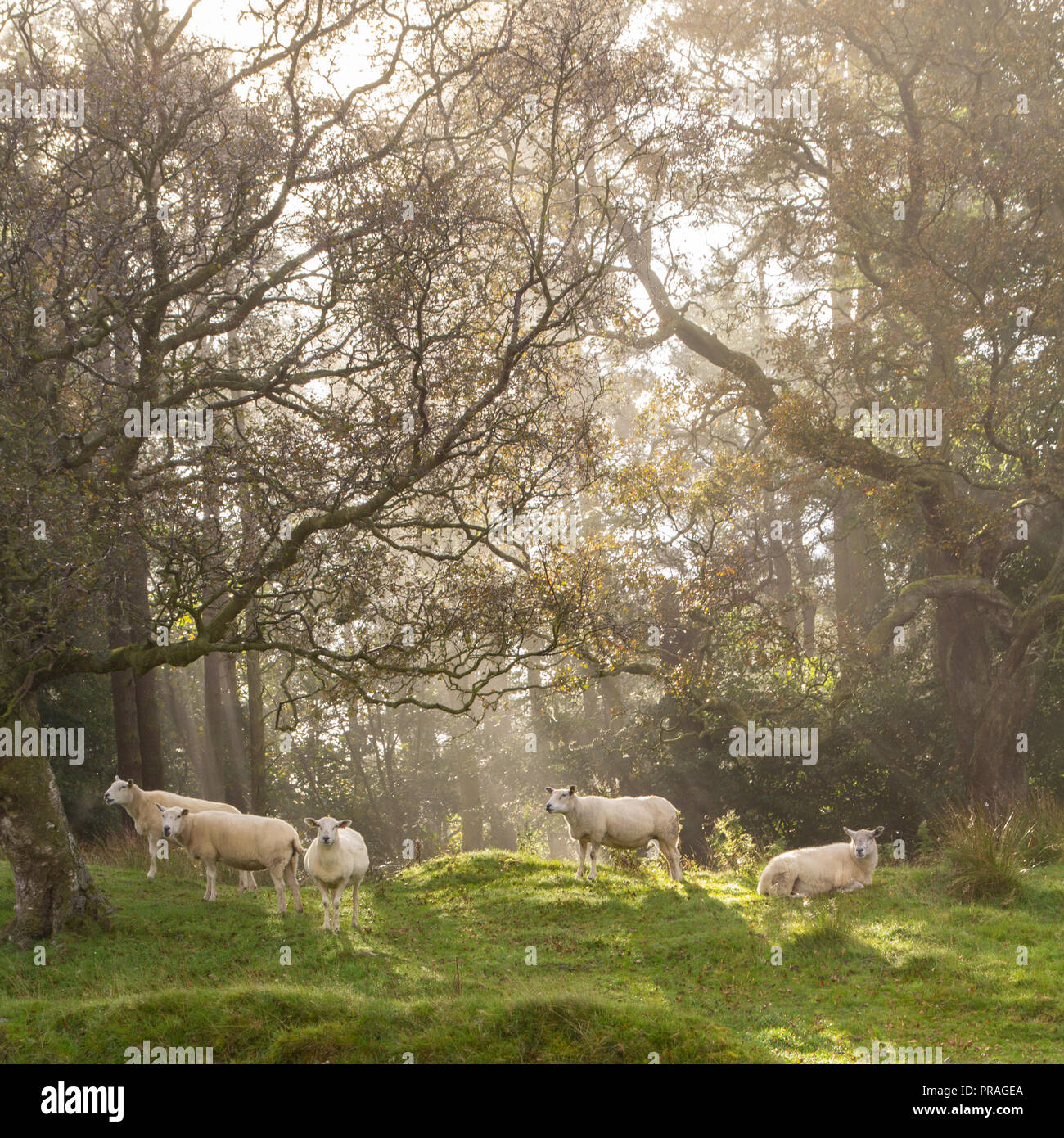 Sheep in a woodland Stock Photo Alamy