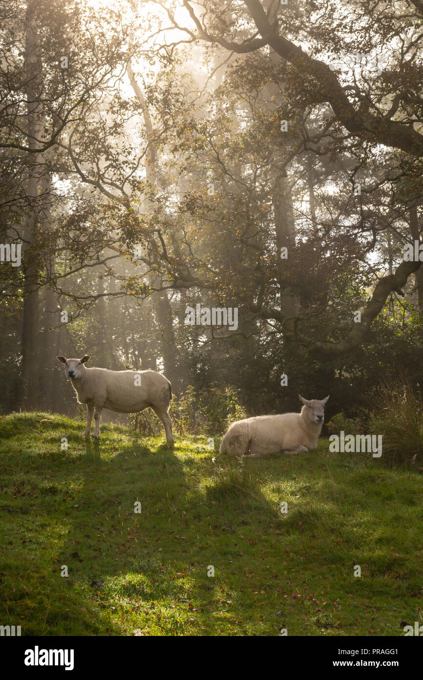 Sheep in a woodland Stock Photo Alamy