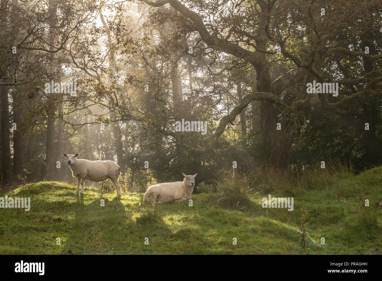 Sheep in a woodland Stock Photo Alamy