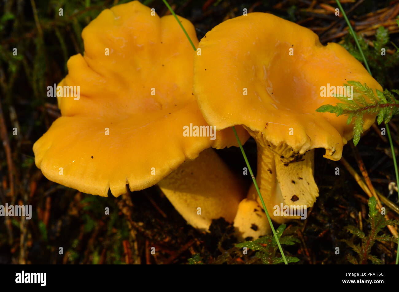 Chanterelles in forest moss in the morning light beautiful strong mushrooms bright yellow Stock Photo