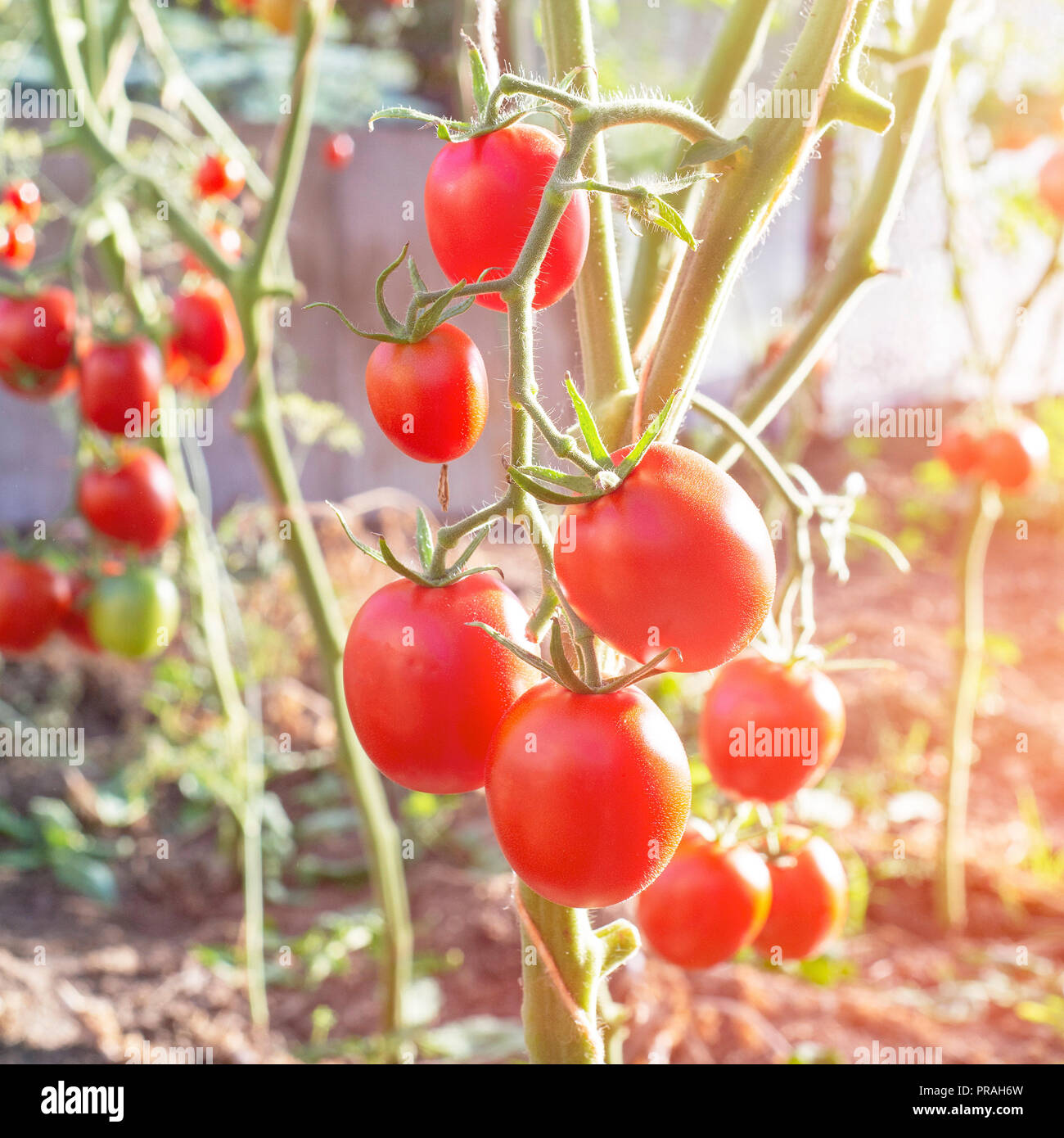 Bunch of fresh ripe tomatoes in greenhouse Stock Photo - Alamy