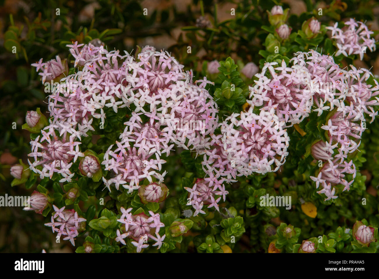 Pink Rice Flower Bunnings Offer Store | www.pinnaxis.com