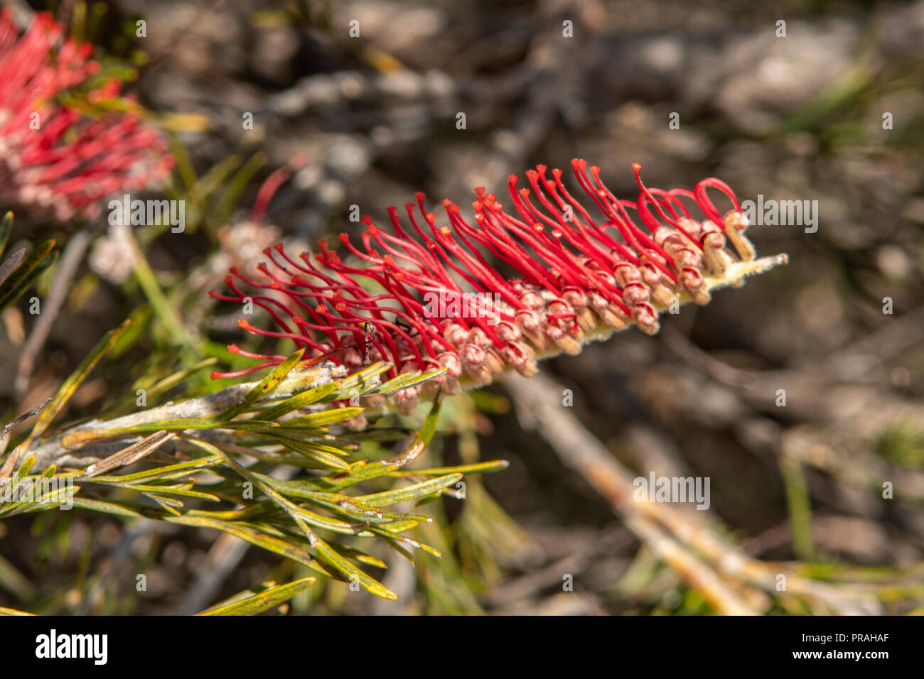 Grevillea cagiana, Red Toothbrushes Stock Photo