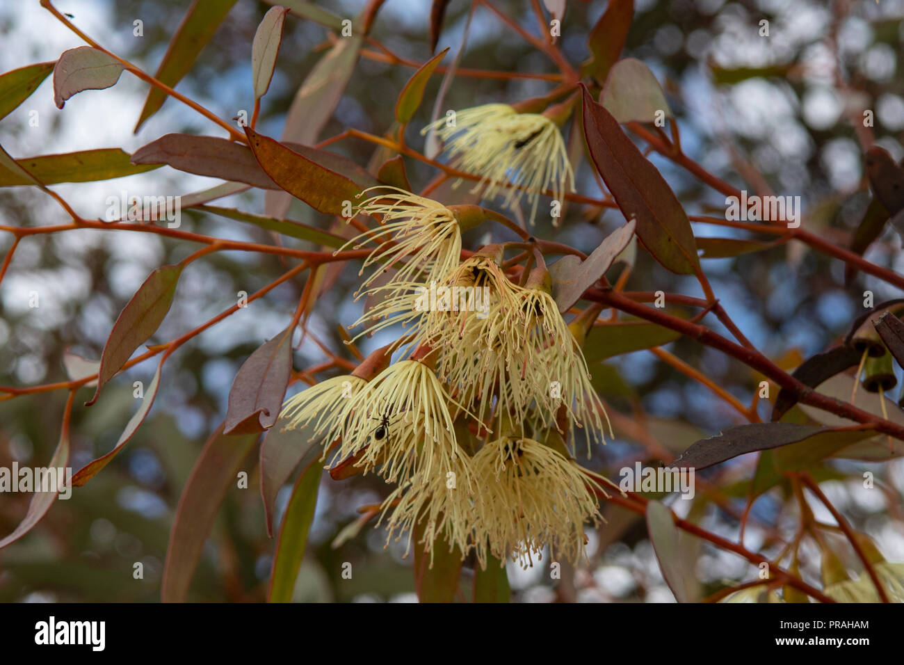 Eucalyptus tetragona, Tallerack Stock Photo