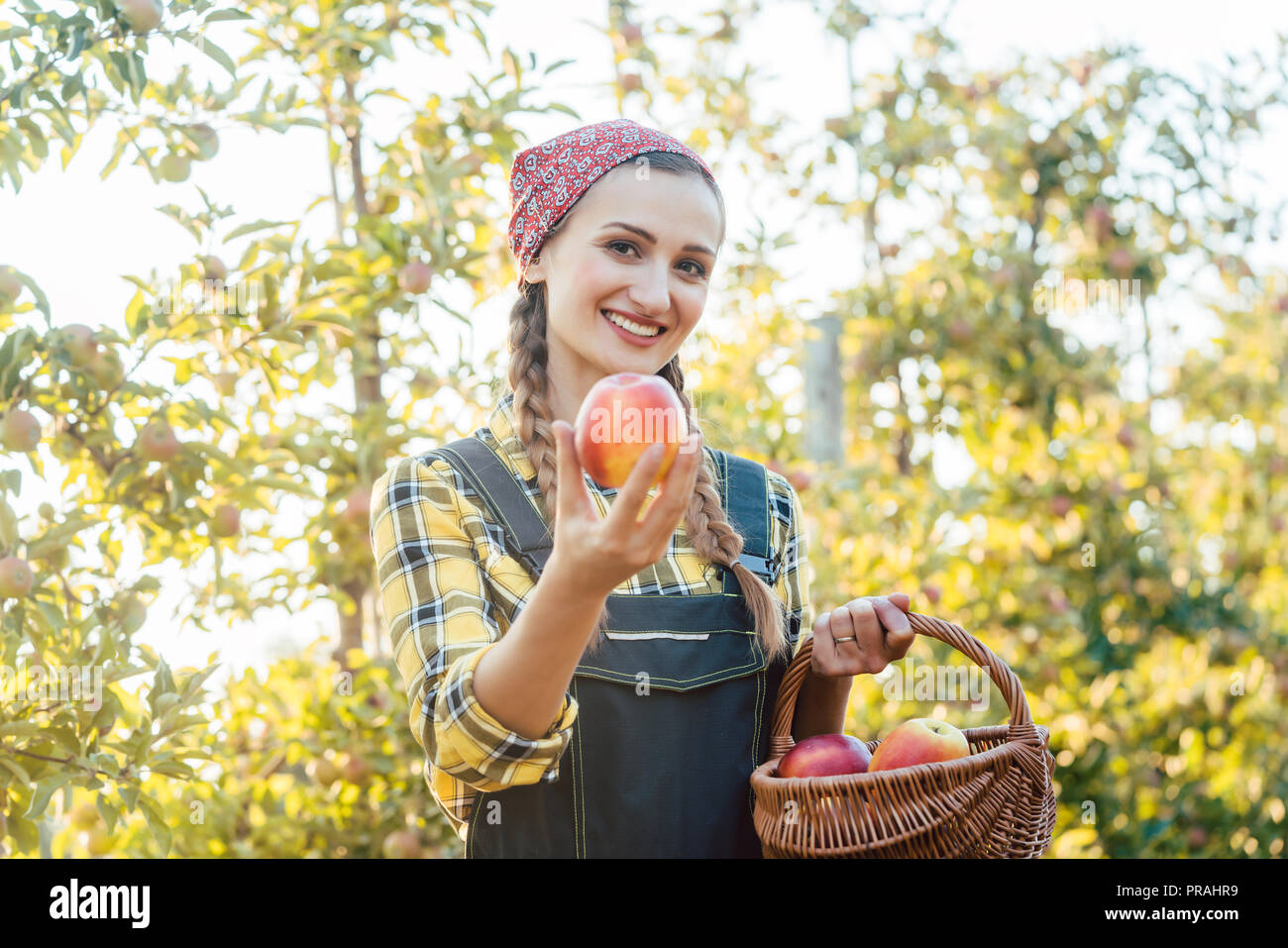 Fruit farmer woman harvesting apples in her basket Stock Photo