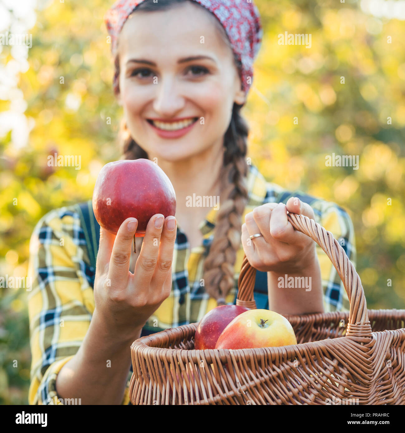 Farmer woman in fruit orchard holding apple in her hands Stock Photo