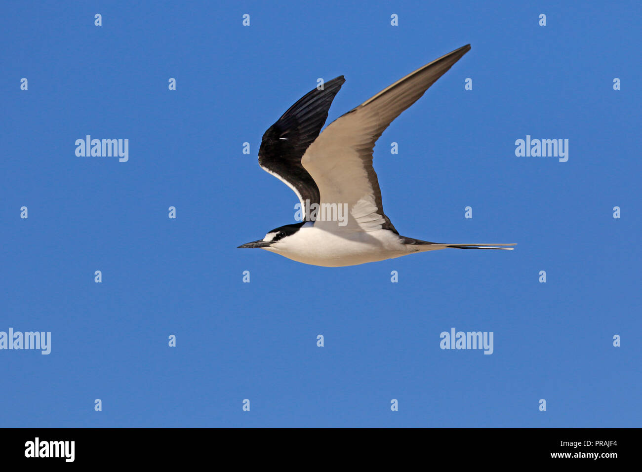 Adult Sooty Tern at Michaelmas Cay Great Barrier reef Far North Queensland Australia Stock Photo