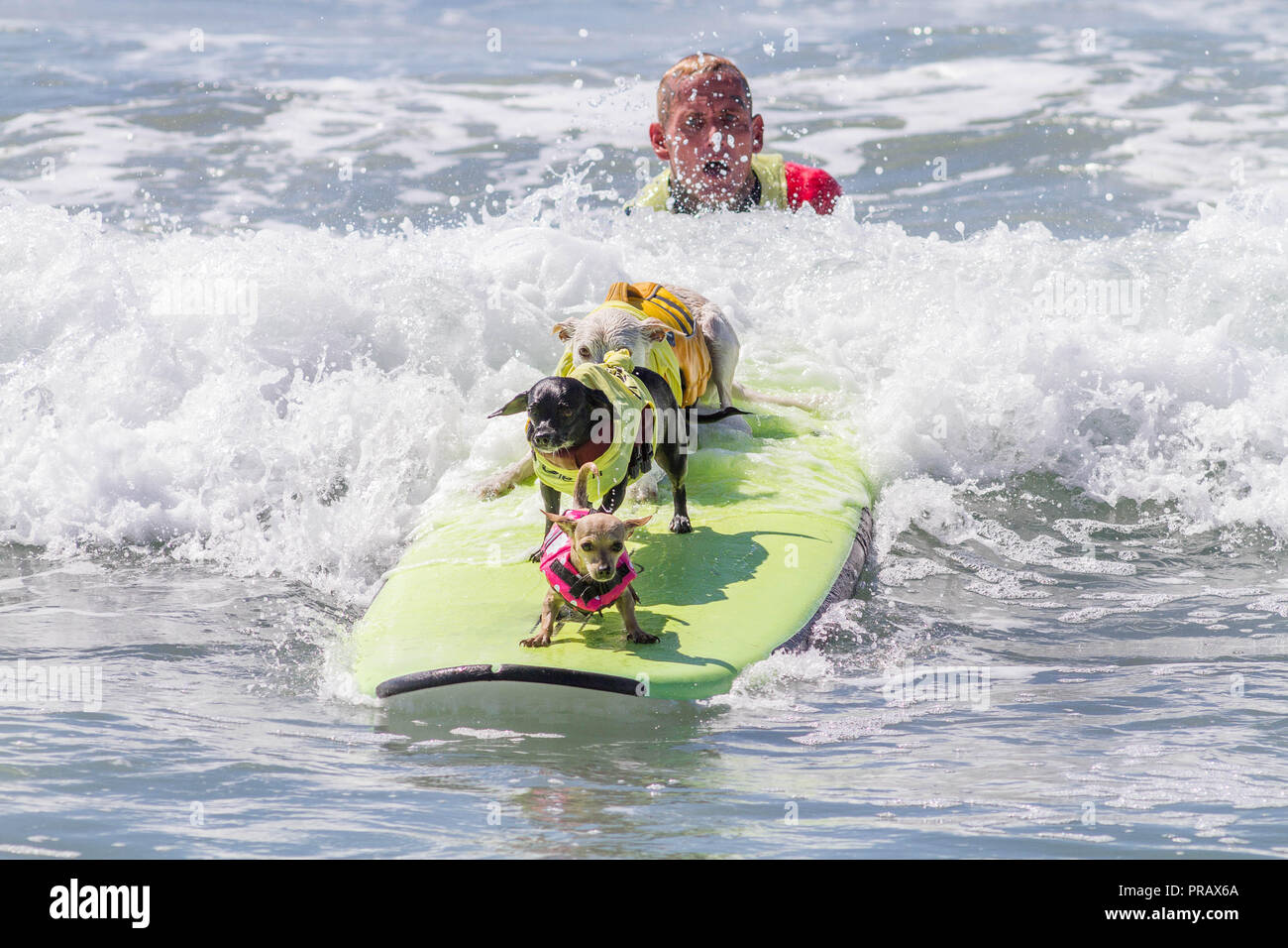 Hunnington Beach, CA, USA. 29th Sep, 2018. Surfcity Surfdog competition. The McKenna Subaru Surf City Surf DogÂ¨, the world-famous premier event on the dog surfing circuit is held annually in late September in Surf City USA. The event brings together the community, surfers, dog lovers, families & pets for a day of fun and fundraising at one of Southern California's most pristine beaches - Huntington Dog Beach! Credit: Daren Fentiman/ZUMA Wire/Alamy Live News Stock Photo