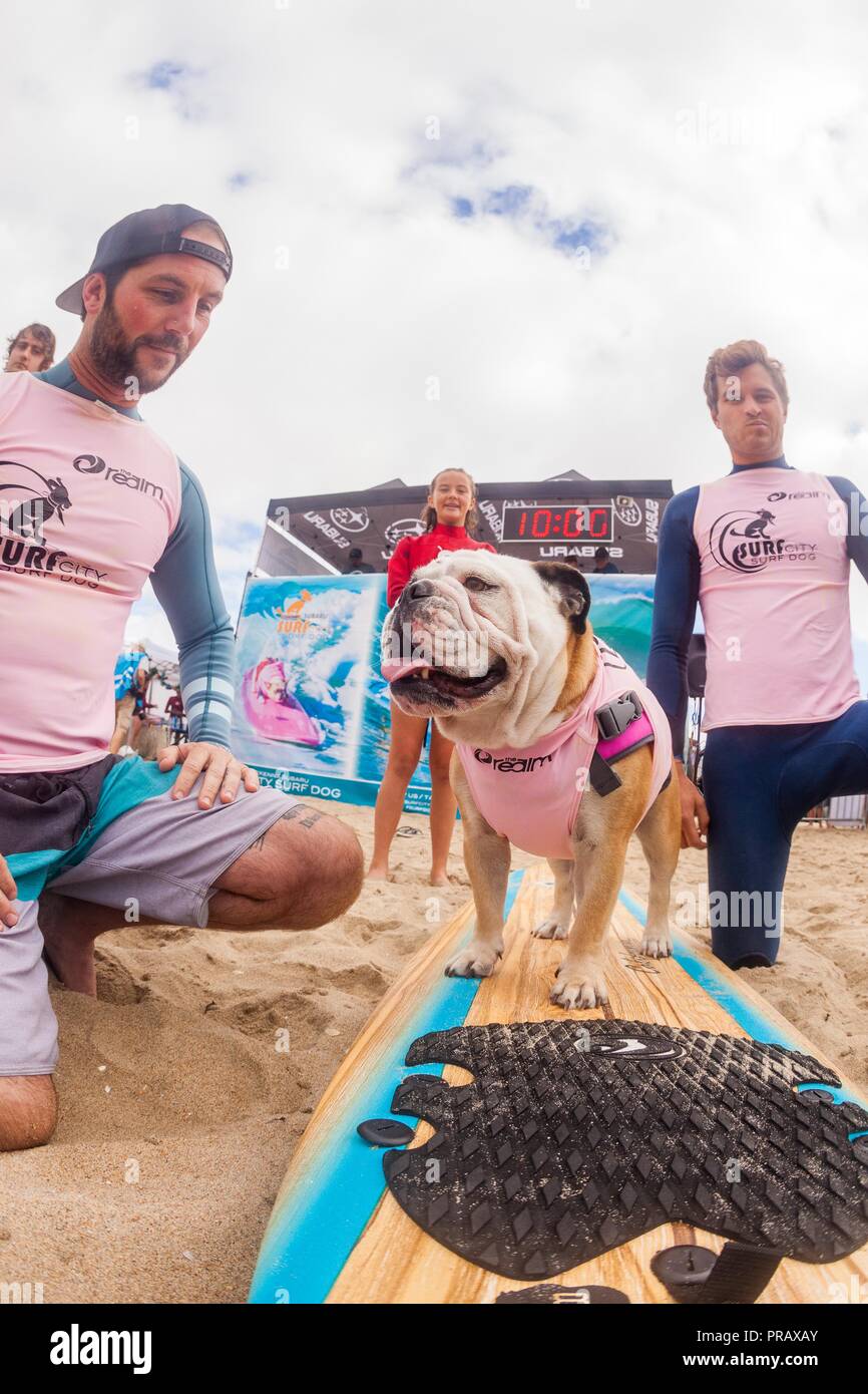 Hunnington Beach, CA, USA. 29th Sep, 2018. Surfcity Surfdog competition. The McKenna Subaru Surf City Surf DogÂ¨, the world-famous premier event on the dog surfing circuit is held annually in late September in Surf City USA. The event brings together the community, surfers, dog lovers, families & pets for a day of fun and fundraising at one of Southern California's most pristine beaches - Huntington Dog Beach! Credit: Daren Fentiman/ZUMA Wire/Alamy Live News Stock Photo