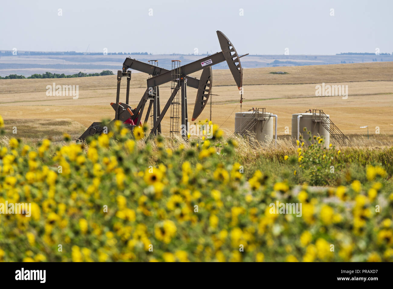 Williston, North Dakota, USA. 8th Sep, 2018. Oilfield pump jacks pump
