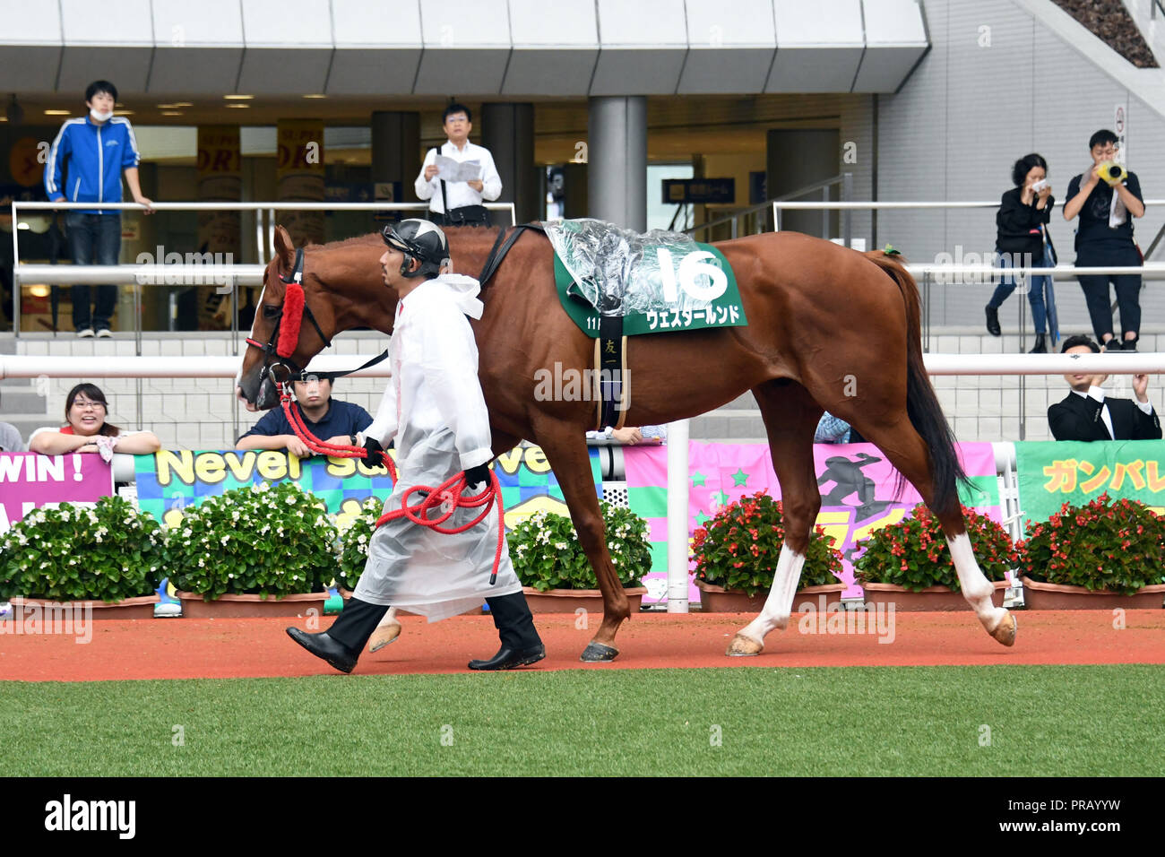 Hyogo, Japan. 29th Sep, 2018. Westerlund Horse Racing : Westerlund is led through the paddock before the Sirius Stakes at Hanshin Racecourse in Hyogo, Japan . Credit: Eiichi Yamane/AFLO/Alamy Live News Stock Photo